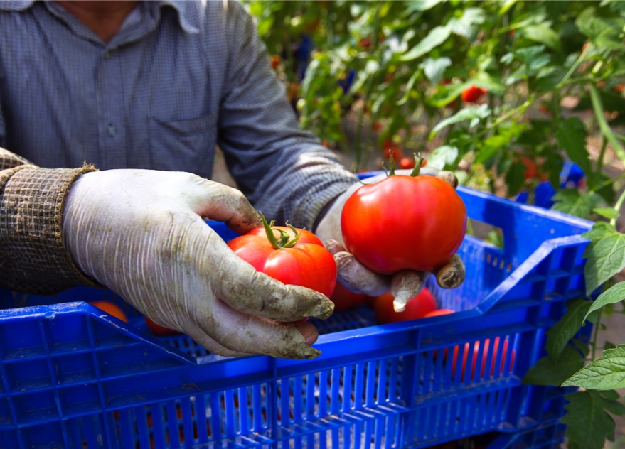 hand holding red tomatoes in blue bin